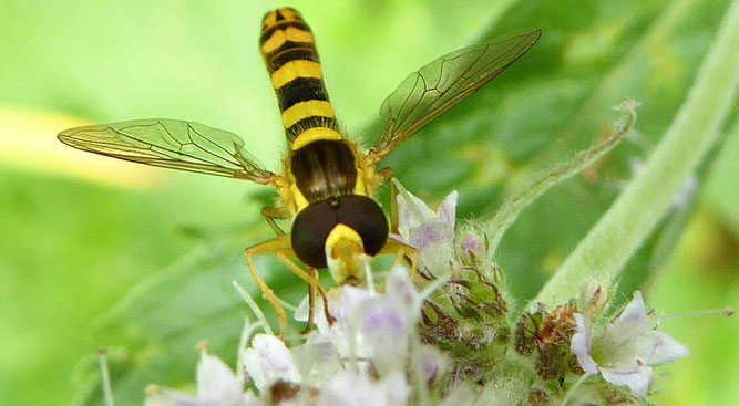 Gewöhnliche Langbauchschwebfliege, Sphaerophoria scripta.  Foto: Stefan Kress/NABU Stuttgart