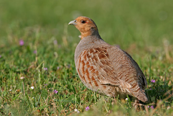 Foto: Vogel des Jahers 2026 - Rebhuhn