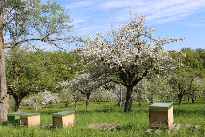 Wiese in S-Sonnenberg, wichtiger Lebensraum, Obst- und Honiglieferant (Foto: D. Stahn)