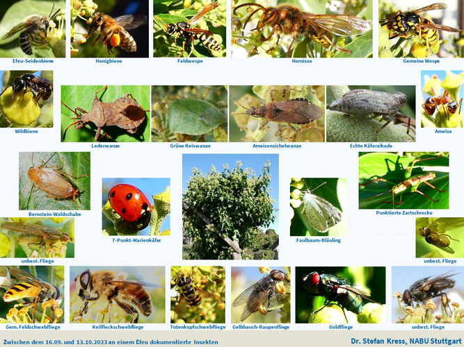Foto: Dokumentation von 20 Insekten an einem Efeu. 16.9. bis 13.10.2023, Dr. Stefan Kress