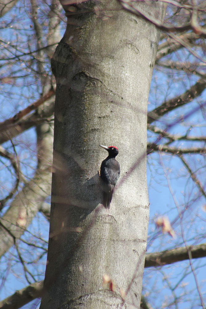 Ein Schwarzspecht an einem Baum.