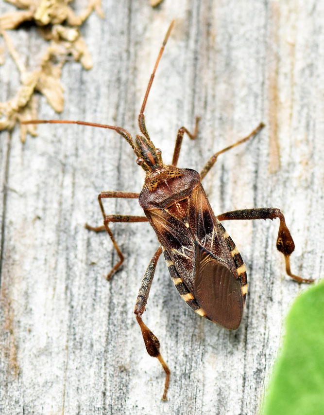Eine Amerikanische Zapfenwanze auf einem Stück Holz.