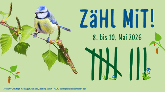 Eine Blaumeise auf einem Birkenzweig vor hellgrünem Hintergrund, rechts daneben in Blau "Zähl mit!", darunter in dunkelgrün "8. bis 10. Mai 2026" sowie eine große dunkelgrüne Strichliste