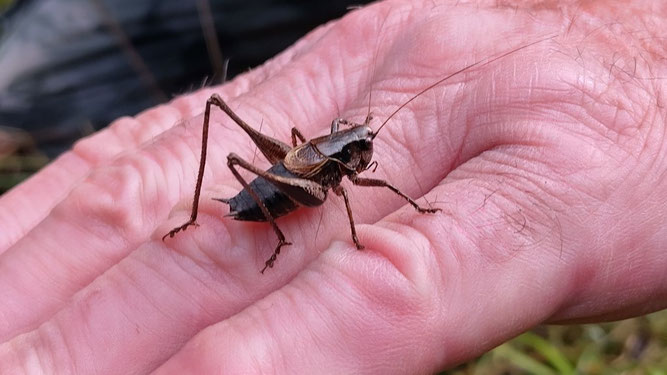 Eine Männliche Strauchschrecke sitzt auf einem Handrücken. Im Hintergrund Gras.