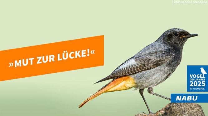 Ein Hausrotschwanz-Männchen vor einem grünen Hintergrund. Links der Spruch in weiß auf orangenem Feld "Mut zur Lücke!", Rechts das Logo "Vogel des Jahres 2025" und der Schriftzug "NABU". Oben rechts in der Ecke Urheber-Hinweis "Foto: Dennis Lorenz/BIA"