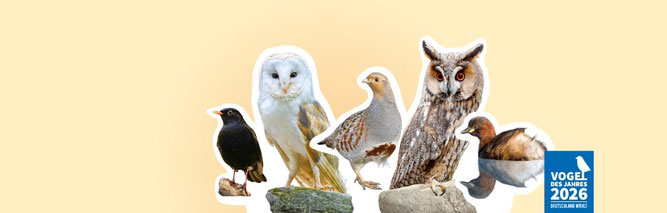 Eine Collage mit einer Amsel, einer Schleiereule, einem Rebhuhn, einer Waldohreule und einem Zwergtaucher vor einem beige-farbenen Hintergrund