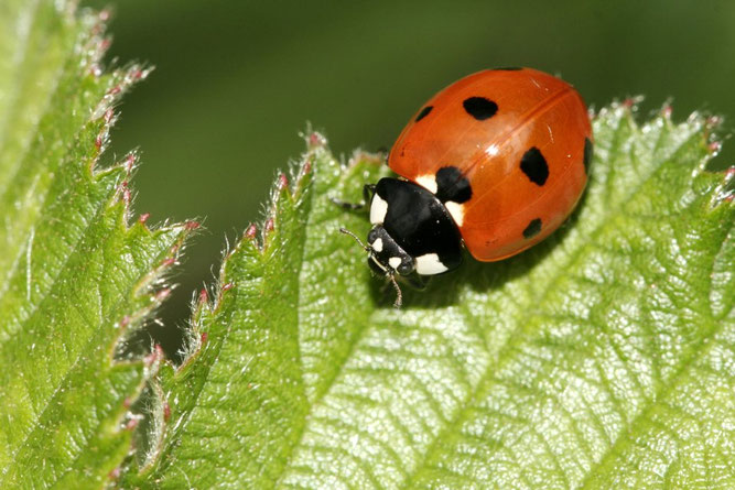 Ein orangeroter Marienkäfer mit schwarzen Punkten auf den Flügeln und schwarzem Kopf und Hals mit weißen Flecken auf einem grünen Blatt.