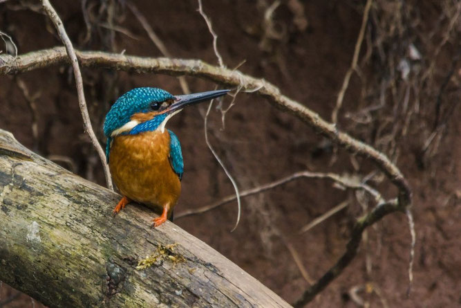 Ein Eisvogel sitzend auf einem toten Ast. Im Hintergrund eine Abbruchkante von einem Bachufer mit herabhängenden Wurzeln.