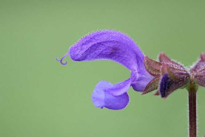 Nahaufnahme eine blauen Wiesensalbei-Blüte vor grünem Hintergrund.