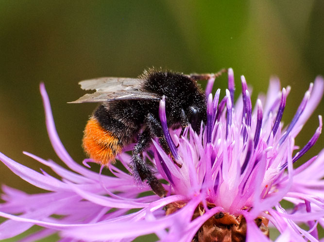 Steinhummel