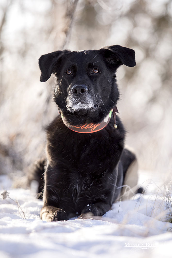 schwarzer Hund im Schnee, Hundefotografie, Fotoshooting mit Hund, Bayern, Monika Bogner Photography
