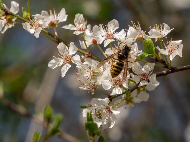 Foto: (F. Geilen)