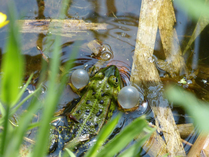 Foto: Frank Geilen / Teichfrosch