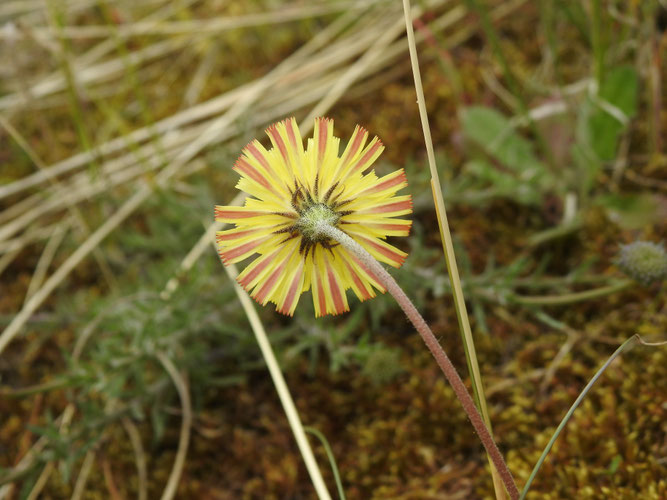 Blüte des Kleinen Habichtskrautes auf blattlosem Stängel von unten. Fanö-Bad, Dänemark, 21.06.2024