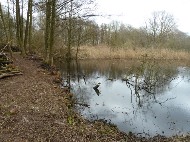 März 2017 - Durch Freischneiden der Ufer wurde viel Wasserfläche zurückerobert (c) Ingo Ahrens