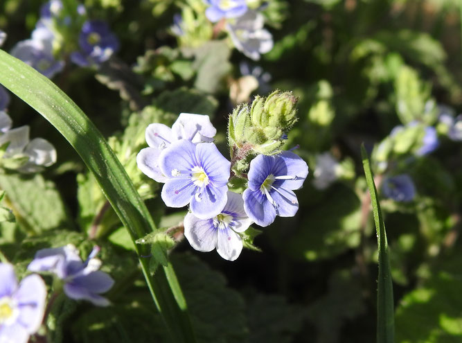 Gamander-Ehrenpreis mit hellblauen Blüten. Rottorf, 9. Mai 2022