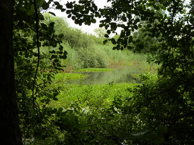 Juli 2016 - Blick auf den südlichen Teich mit Krebsschere, vor dem Freischneiden der Ufer im Winter (c) Ingo Ahrens