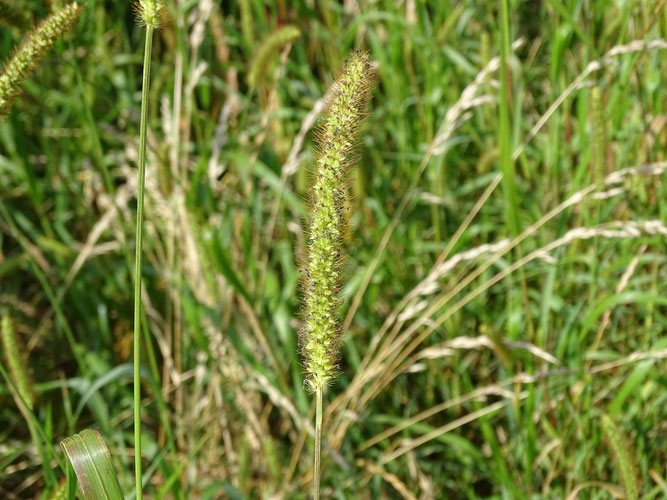 Rote Borstenhirse, unreifer Blütenstand, 18. August 2017, Stelle