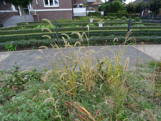 Rote Borstenhirse. Kleiner Bestand mit reifen Rispen. 3. Oktober 2021, Winsen