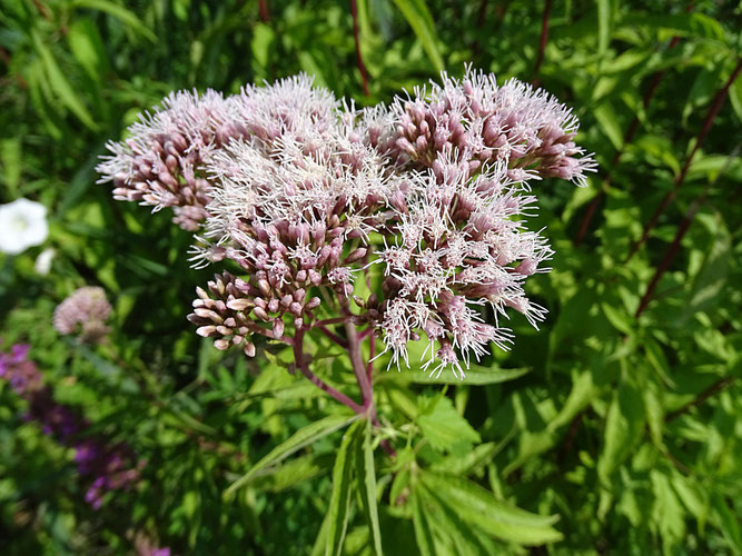 Wasserdost, Blütenstand. 25. Juli 2018, Winsen