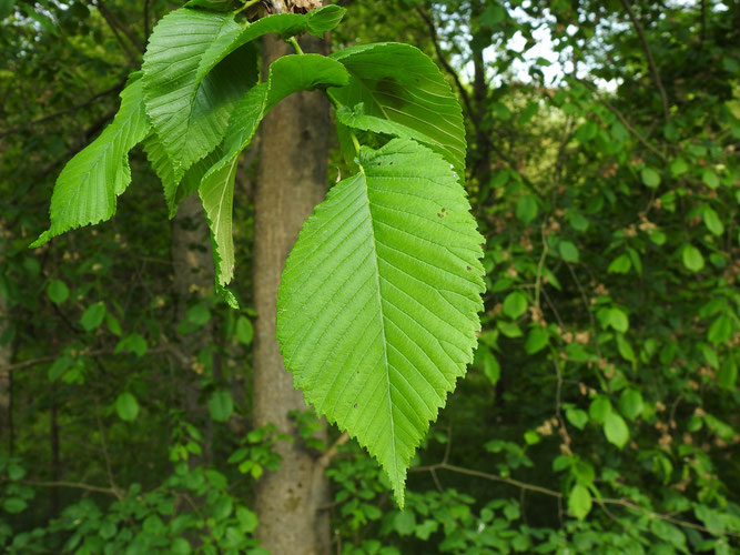 Berg-Ulme, Blatt mit gesägtem Rand und langer Spitze. Man beachte den asymmetrischen Blattgrund. Radbruchs Forst, 17. Mai 2022