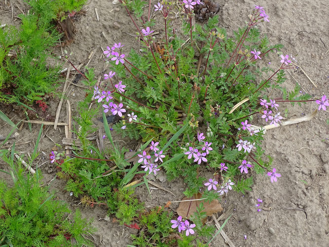 Gewöhnlicher Reiherschnabel, Tangendorf, Mai 2015