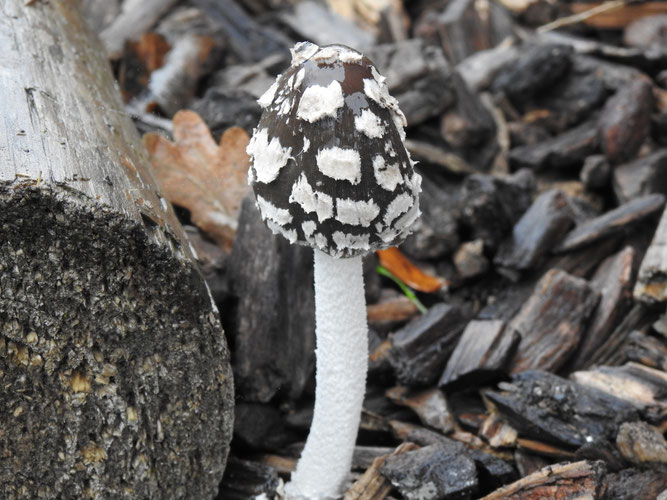 Specht-Tintling. Die weiße Huthaut ist zerrissen und gibt die braune Färbung frei. Rettmer, 9. November 2025