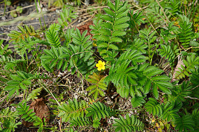 Gänse-Fingerkraut. Leuchtend gelbe Blüte und gefiederte Grundblätter. Hörsten, 20. Juni 2014