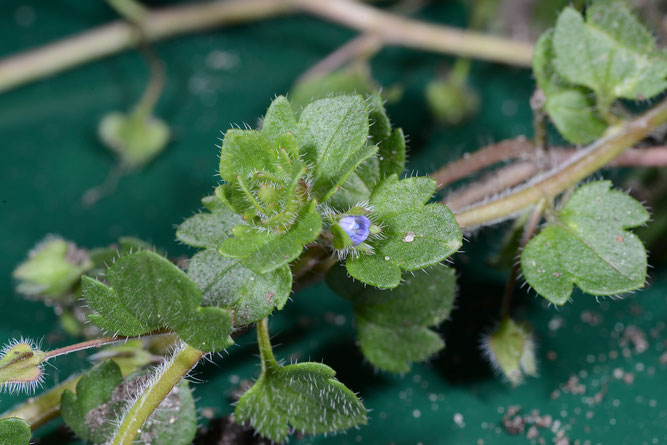 Efeu-Ehrenpreis, Spitze eines Stängels mit teilweise geöffneter Blüte. Winsen, 25. März 2019