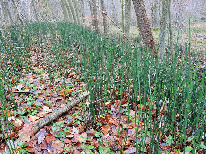 Winter-Schachtelhalm, Bestand. 3. Dezember 2021, Winsen