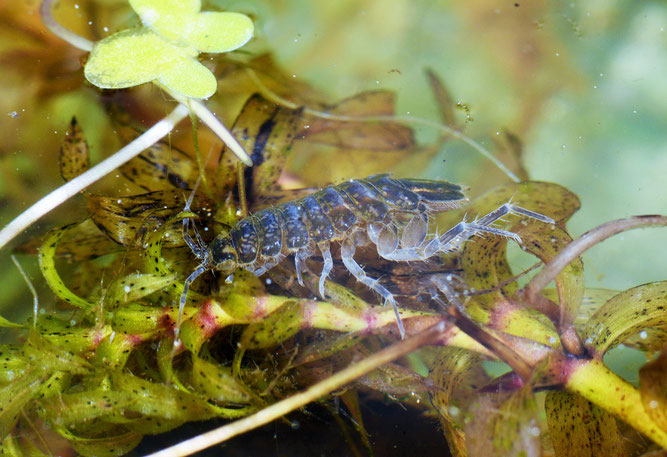 Wasserassel, Mai 2022, Winsen ©: D. Westphal