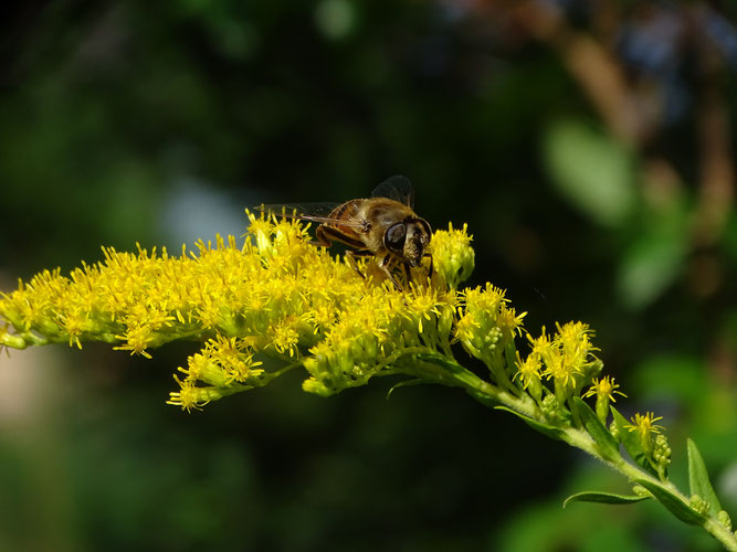 Kanadische Goldrute mit "Besuch". Hier eine Schwebfliege der Gattung Eristalis. 3. September 2021, Winsen