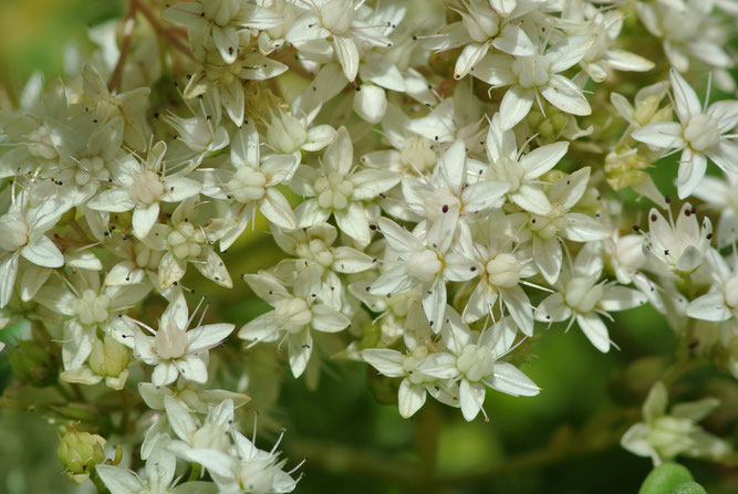 Weiße Fetthenne, Blüten. Winsen, 2. Juli 2015