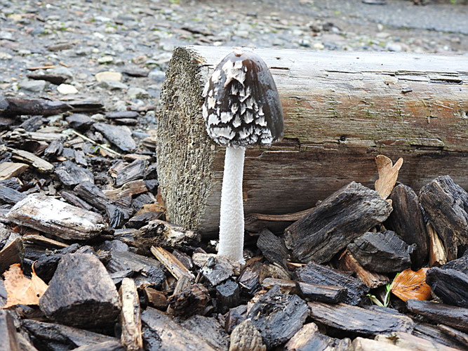 Specht-Tintling. Die Reste der Huthaut sitzen nur locker auf und werden, wie hier auf der rechten Seite, vom Regen leicht abgewaschen. Rettmer, 9. November 2025