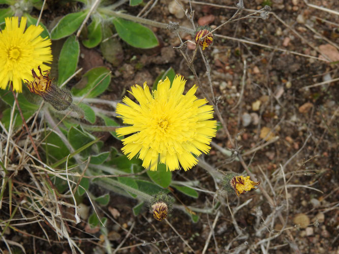 Blüte des Kleinen Habichtskrautes. Das Körbchen besteht ausschließlich aus Zungenblüten. Tangendorf, 13.06.2021