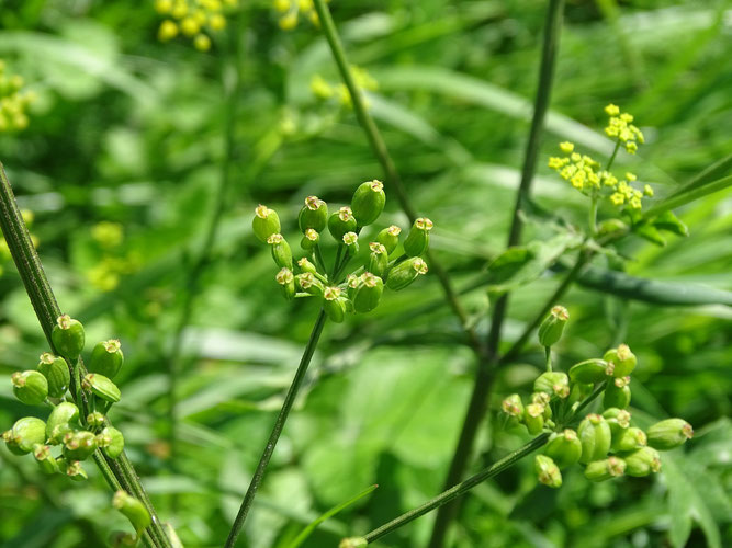 Pastinak, Döldchen mit grünen Früchten. 14. August 2017, Winsen