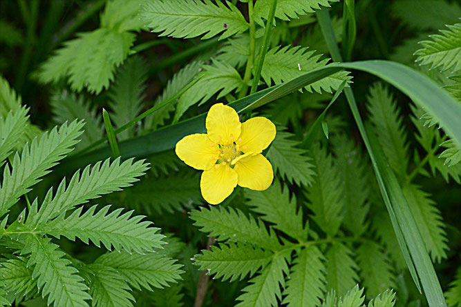 Gänse-Fingerkraut, Blüte von ca. 2 cm Durchmesser. Winsen, 20. Juni 2019