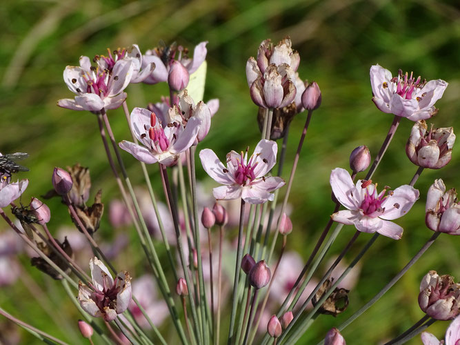 Schwanenblume, Einzelblüten. Scharmbeck, 1. August 2018