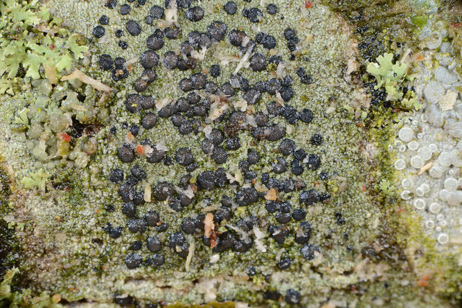 Punkt-Scheibenflechte. Teil des Lagers vergrößert. Die Fruchtkörper (Apothecien) haben einen Durchmesser von ca. 0,5 mm. Scharmbeck, 12. Februar 2026