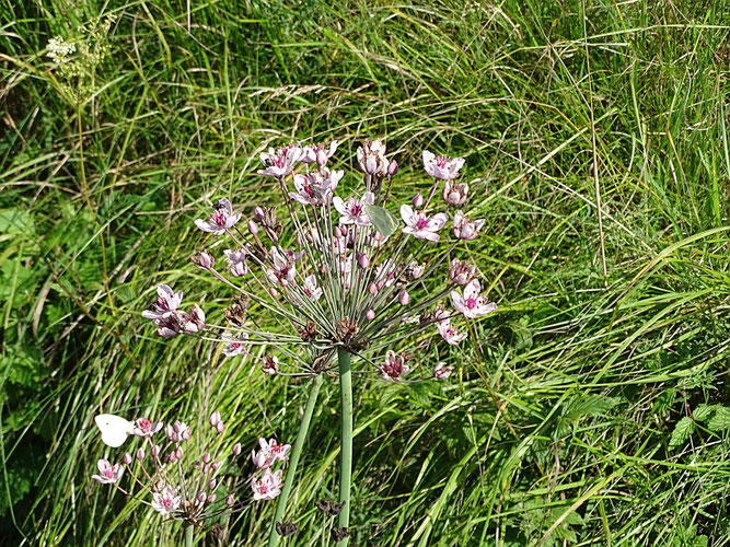 Schwanenblume, Blütenstand. Röhricht am Graben. Scharmbeck, 1. August 2018