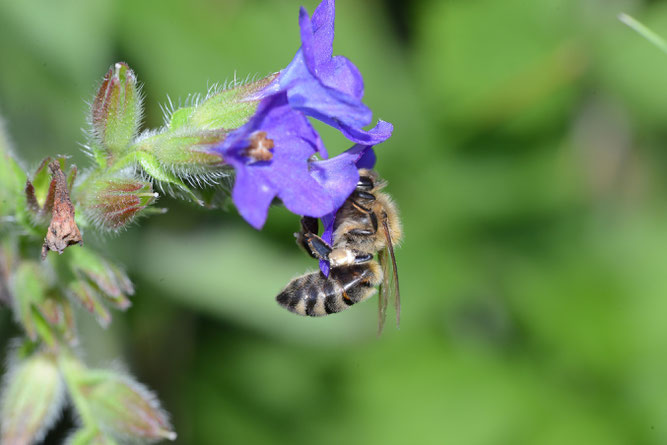 Gewöhnliche Ochsenzunge mit Besuch durch eine Honigbiene. Fahrenholz, 2. Juli 2021