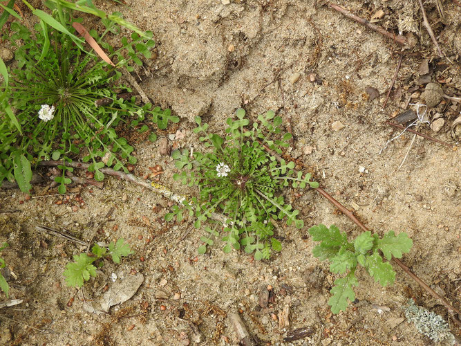 Bauernsenf, grundständige Blattrosette und „junger“ Blütenstand. 30. April 2020, Tangendorf