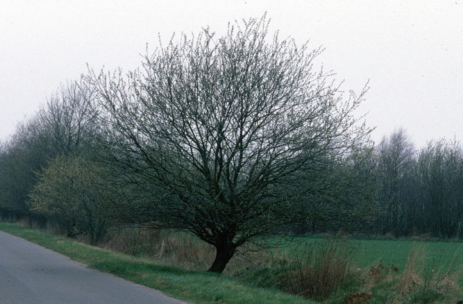 Sal-Weide als Bäumchen mit kurzem Stamm. 15. März 1992, Wesermarsch