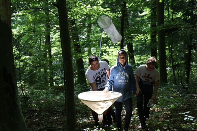 Was fliegt denn da?  Insektenfänge im Wald, Foto: A. Arnold