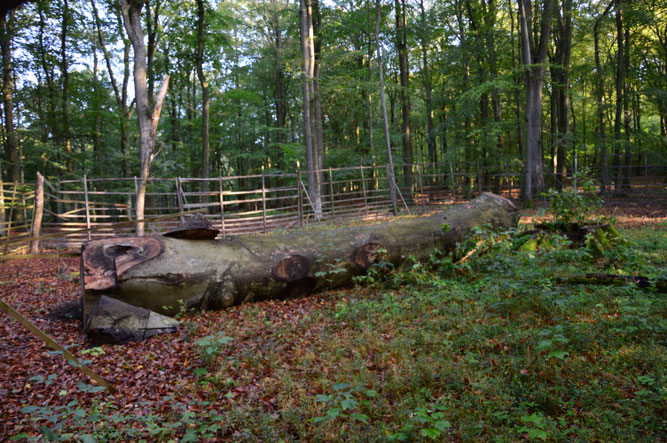Dauerwaldstiftung Pommern