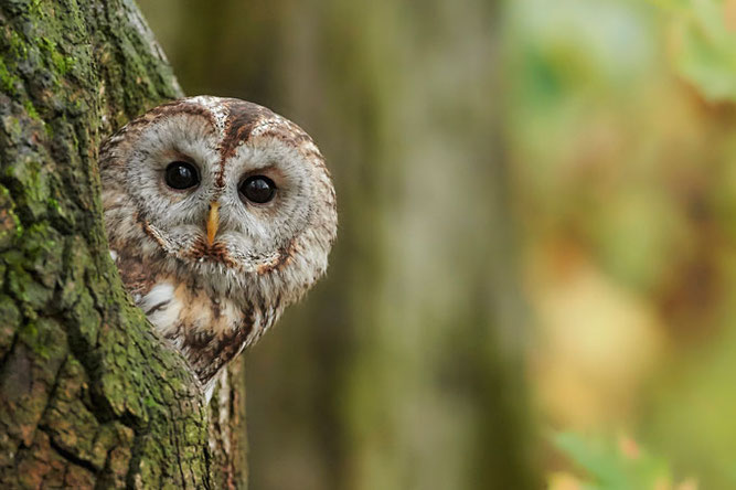 Bild Waldkautz im Wald, schaut aus Baumhöhle