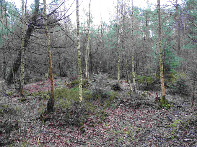Vorwaldstadium mit Birke und Kiefer im Sagoinza-Moor Anfang 2018