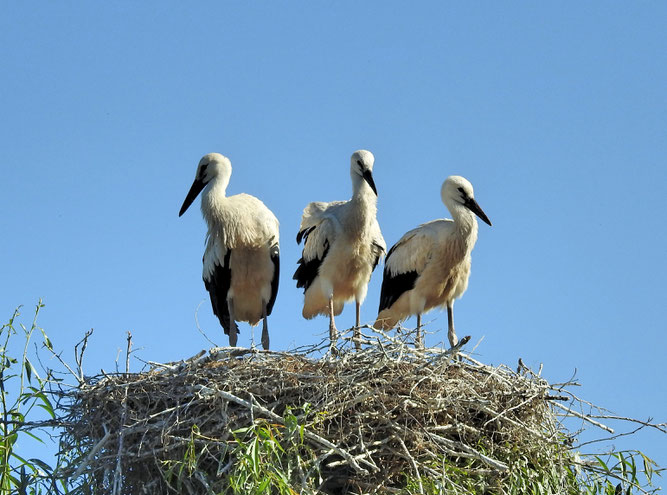 Foto (Inga Lawrenz)