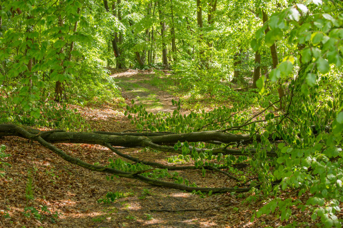 Der Wald (Foto: © K. Karkow)