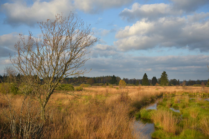 Hochmoor im Herbst. [Foto: NABU/Rebel]